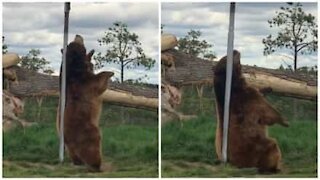 Un ours s'essaie au pole dance contre un arbre