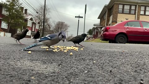 Crows Close-Up: Peanut Raid