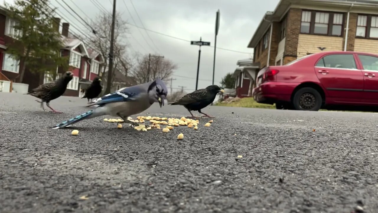 Crows Close-Up: Peanut Raid