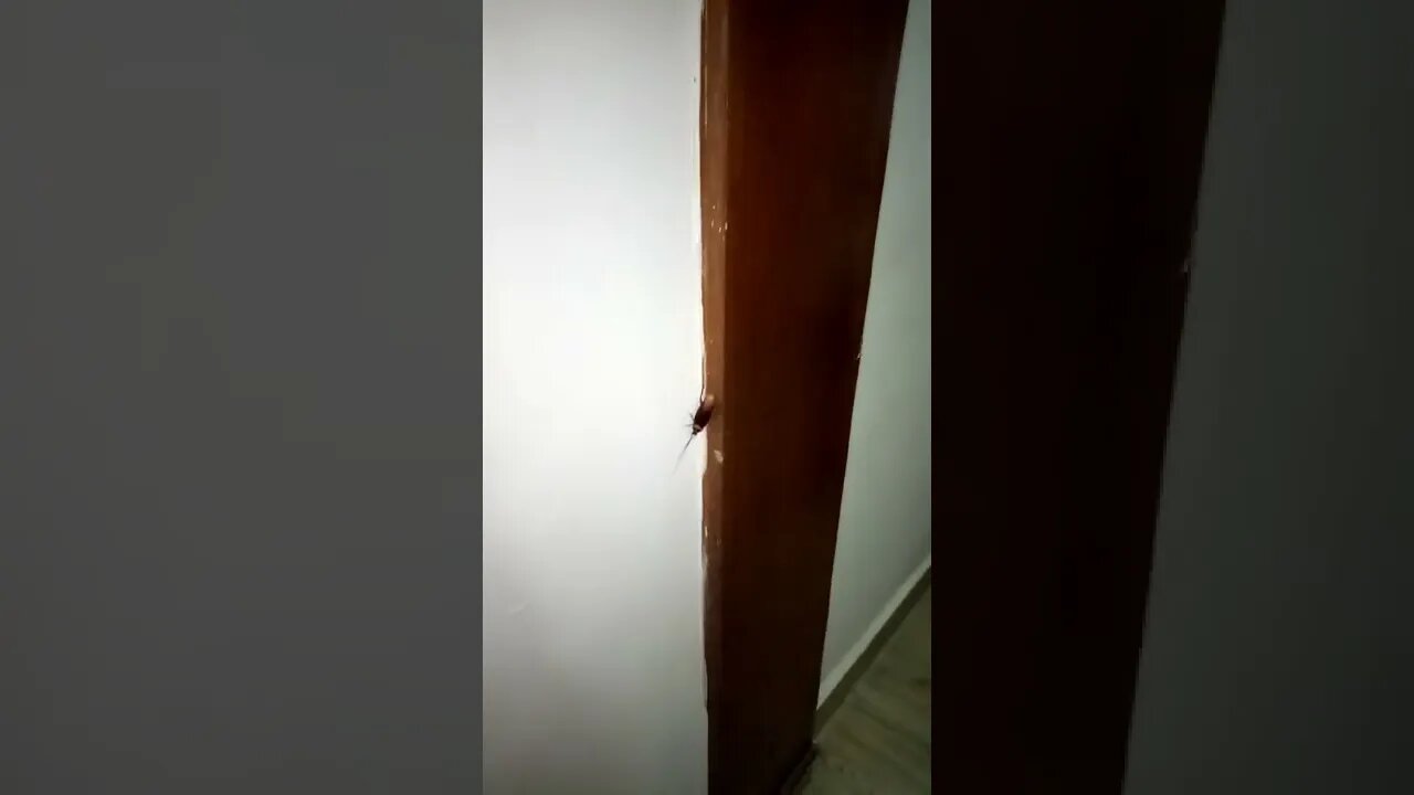 Cockroach going down