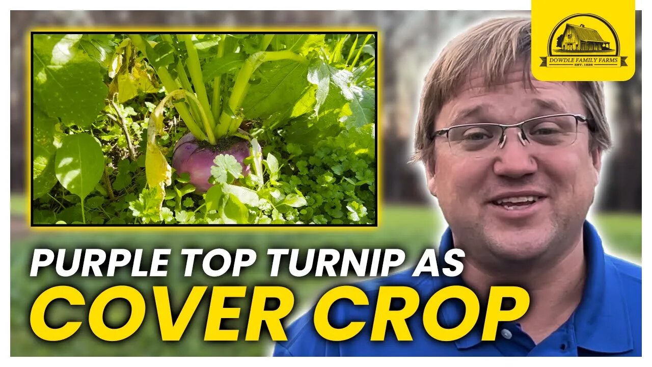 Purple Top Turnips Cover Crop Species Profile