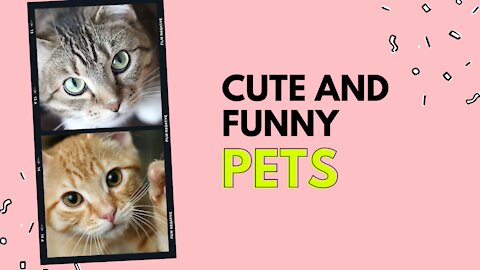 💗 Cute and funny pets 💗 - Compilation