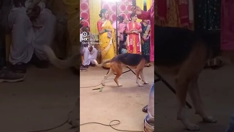 dog dance 😂😂🤪🤪🤪