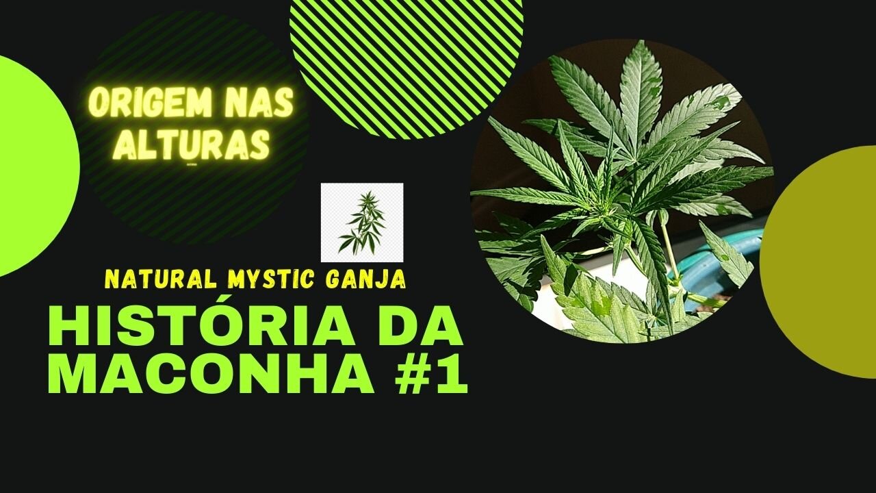 UMA BREVE HISTÓRIA SOBRE A MACONHA