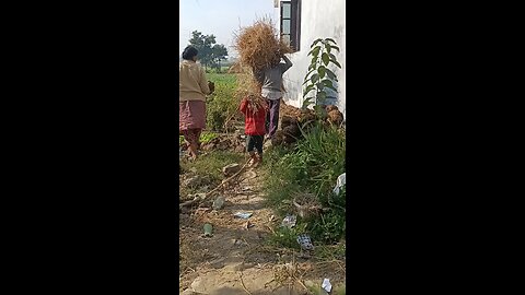 indian village kid helping to grandfather