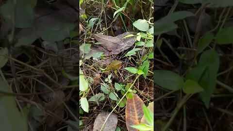 Pele de cobra, a pele que as grandes cobras trocam naturalmente🐍