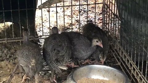 Moved Guinea fowl keets cage. 8 weeks old