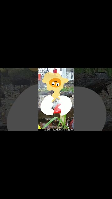 An Egg Visits And Cracks Up! #Shorts 🍳