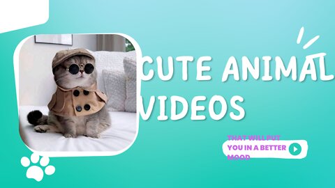 Cute Animal Videos that Will Put You in a Better Mood Immediately