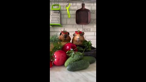 One of the best funny animal videos I’ve seen 🤣🤣