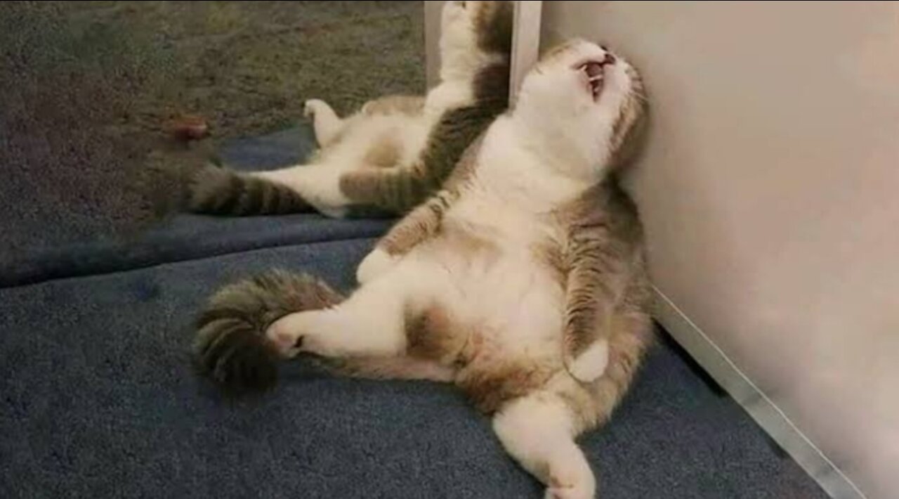 Cat best and