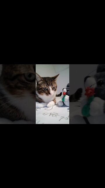 A Cat and His Best Friend