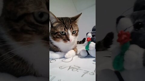 A Cat and His Best Friend