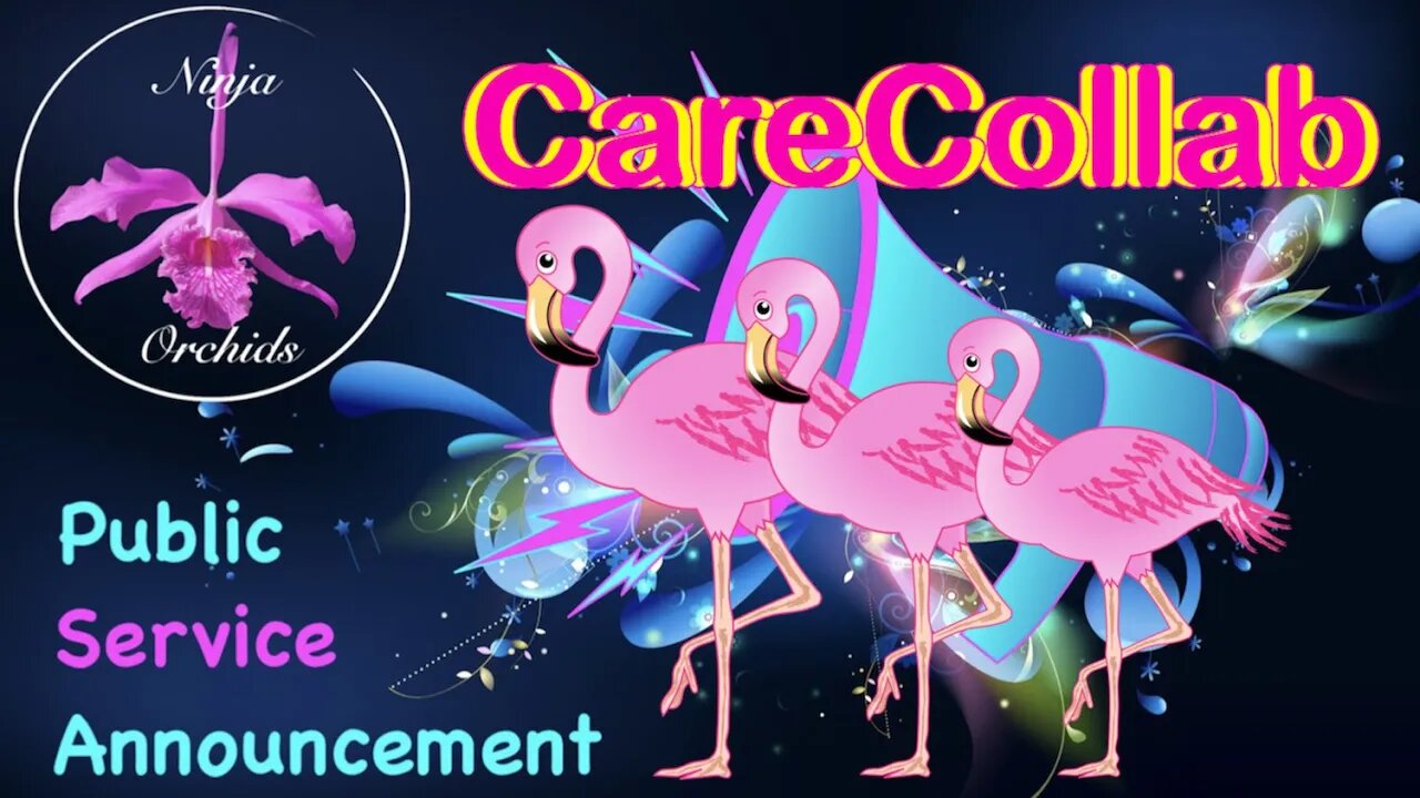 ATTENTION CareCollab Channels New & Old | Public Service Announcement #ninjaorchids