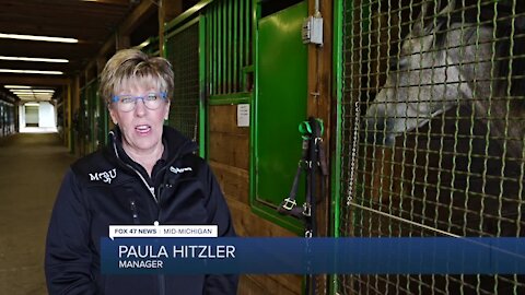 Grab some carrots and stop by the MSU Horse Teaching and Research Center. Seven days a week you are allowed to walk through the farm and get a look at some high-quality horses.