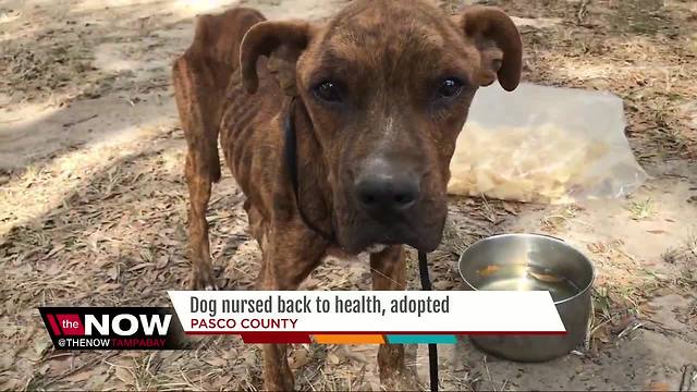 Starved dog rescued from Zephyrhills property has new forever home