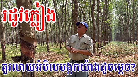 រដូវភ្លៀង គួលាយអំបិលបង្កក់ជ័រយ៉ាងដូចម្តេច?