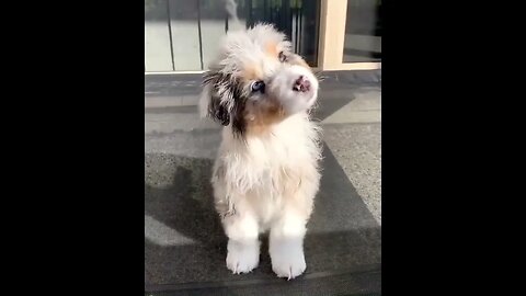 Funny Dog Puppies 😂 🐱 Dog Videos