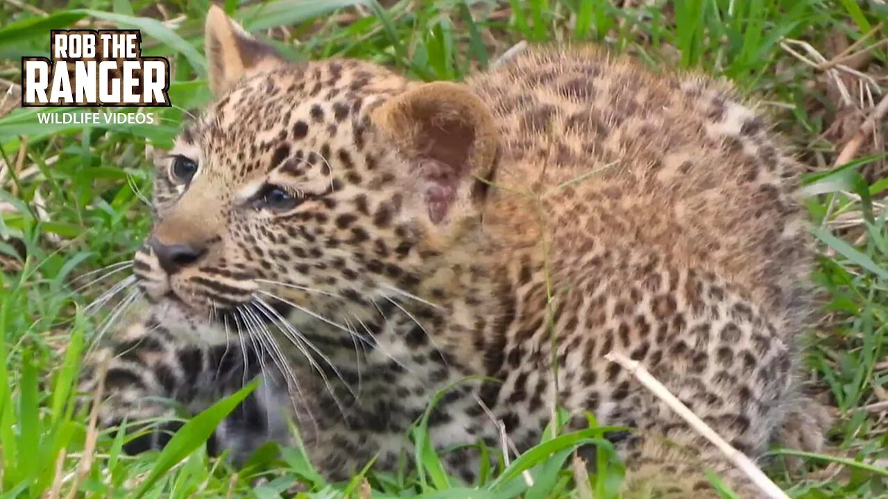 Energetic Leopard Cub | Maasai Mara Safari | Zebra Plains