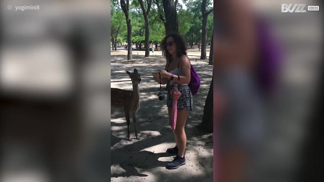 Cerbiatto geloso si vendica mordendo una turista
