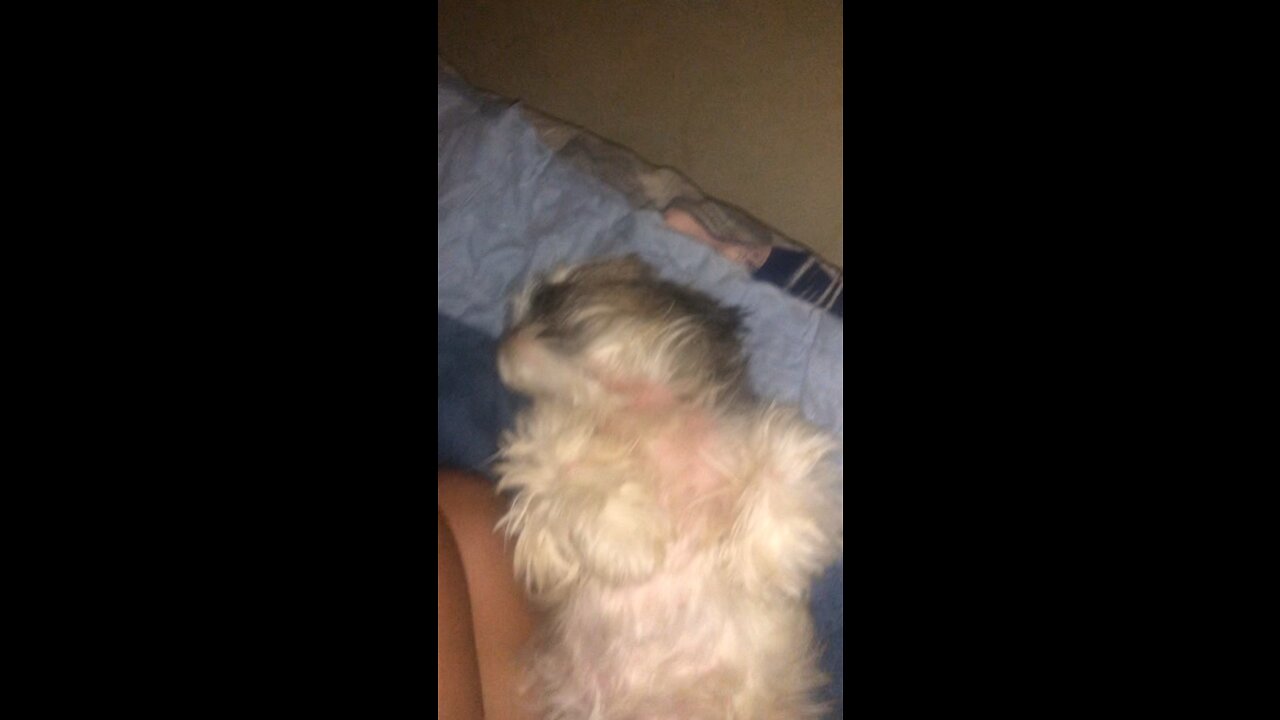 How I make my Shih Tzu fall asleep deeply