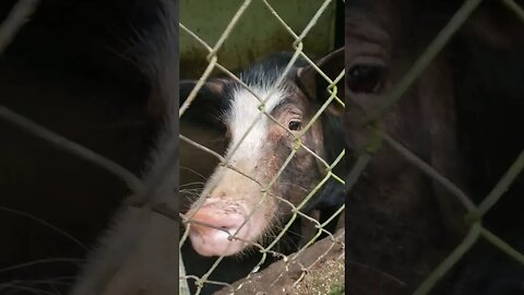 Mostrando os porcos da chácara