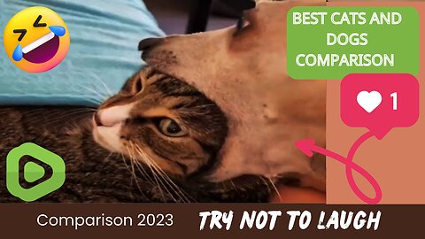 BEST CATS AND DOGS COMPARISON 2023