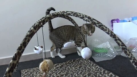 Cat Can't Decide which Toy to Attack First