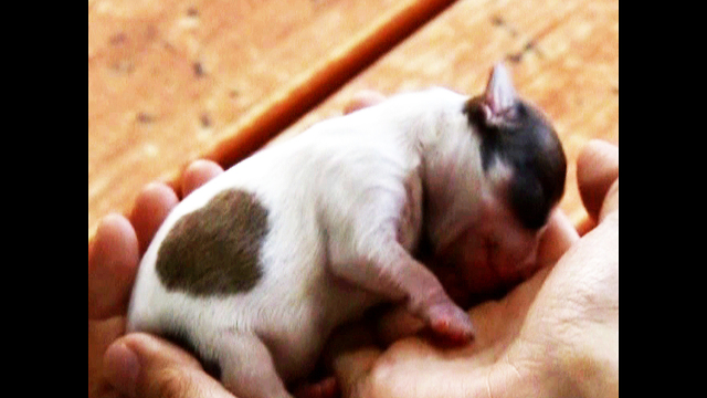 NEW Heart-Shaped Puppy!