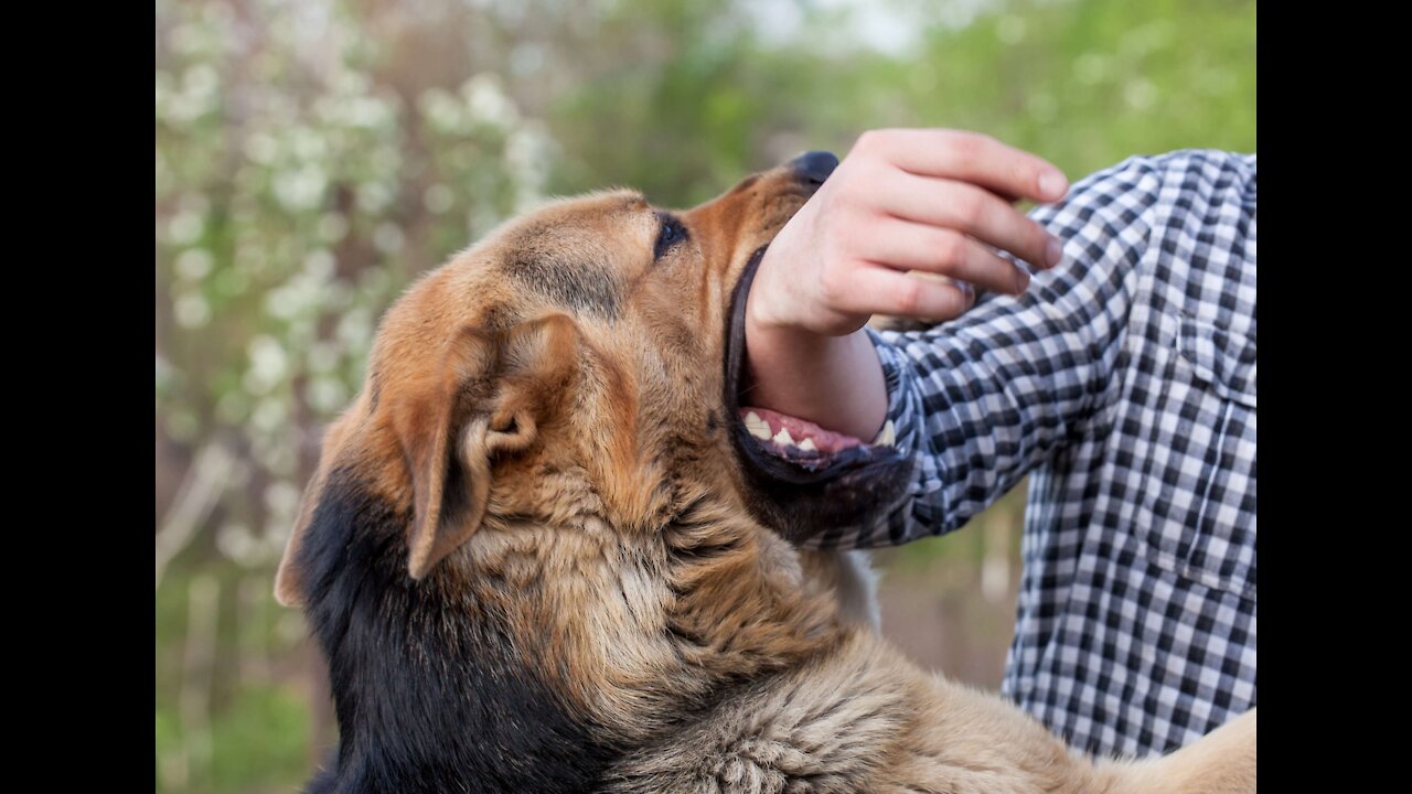 How to defend yourself against a dog !