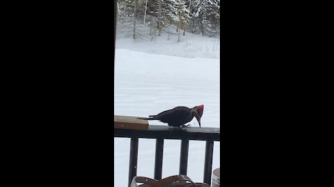 Canadian woodpecker.