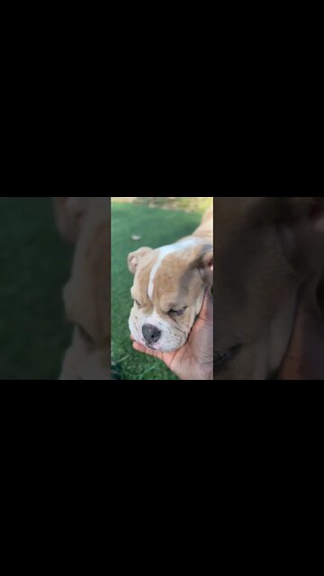 Missing Light Brown Bulldog