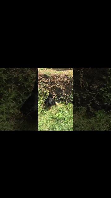 Mama bird bringing the family home