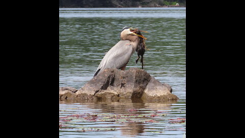 Blue Heron with Lunch