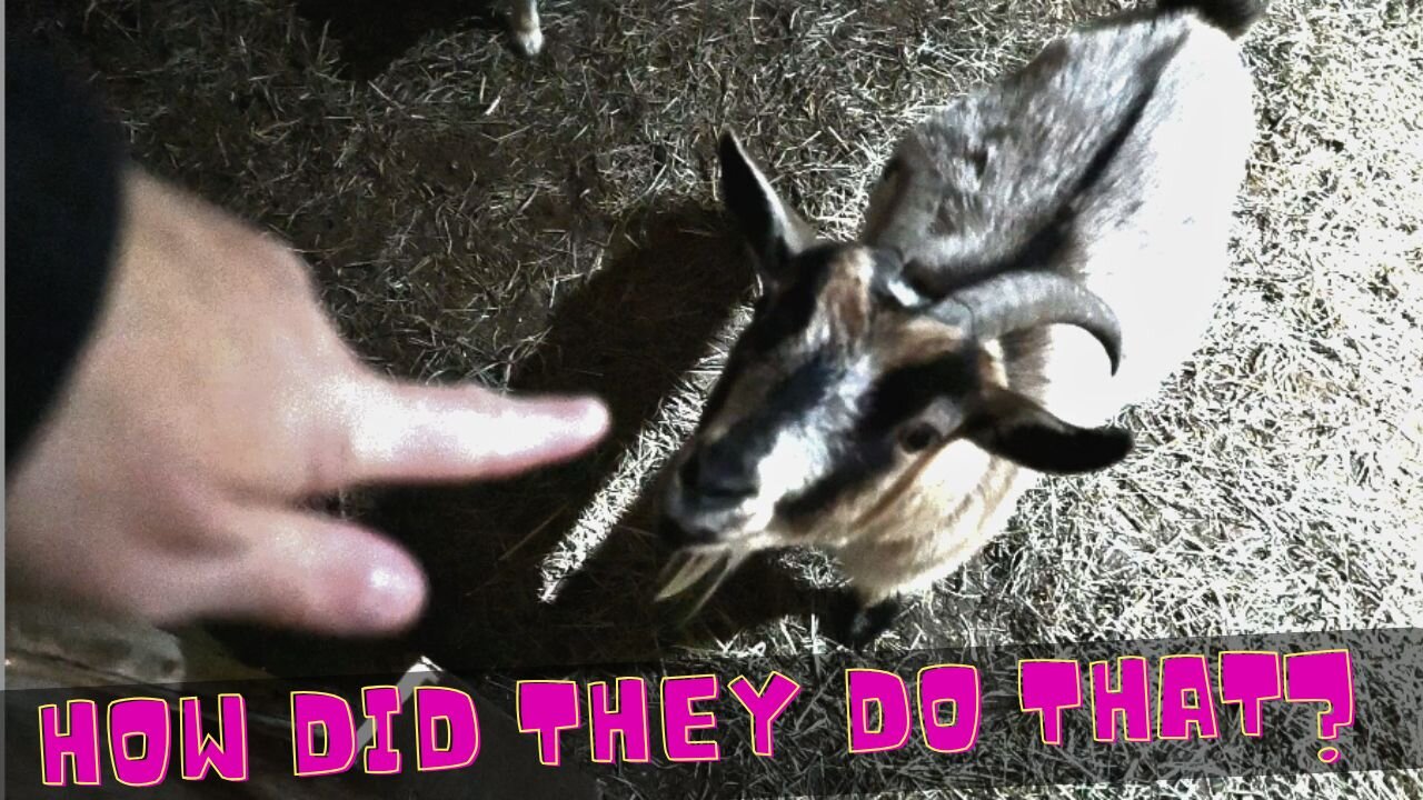 Drama in the GOAT Barn!