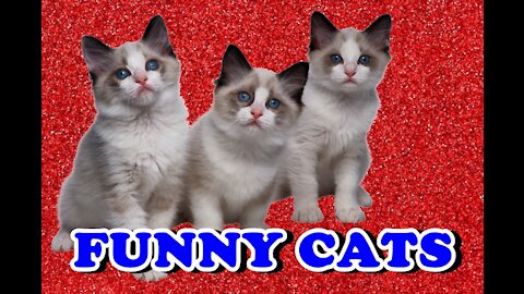 Beautiful cute and funny cats