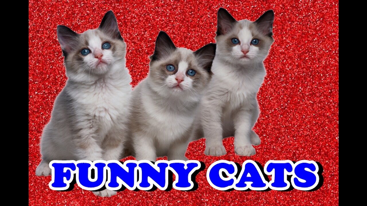 Beautiful cute and funny cats