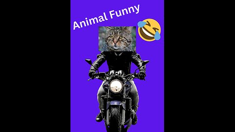 Funny animals 😄 hub,funny animals club youtube, funny animals dancing 💃😄, funny animals fighting 😄