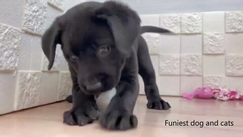Funniest Dogs And Cats Videos Hub - Best Funny Animal Videos 2023