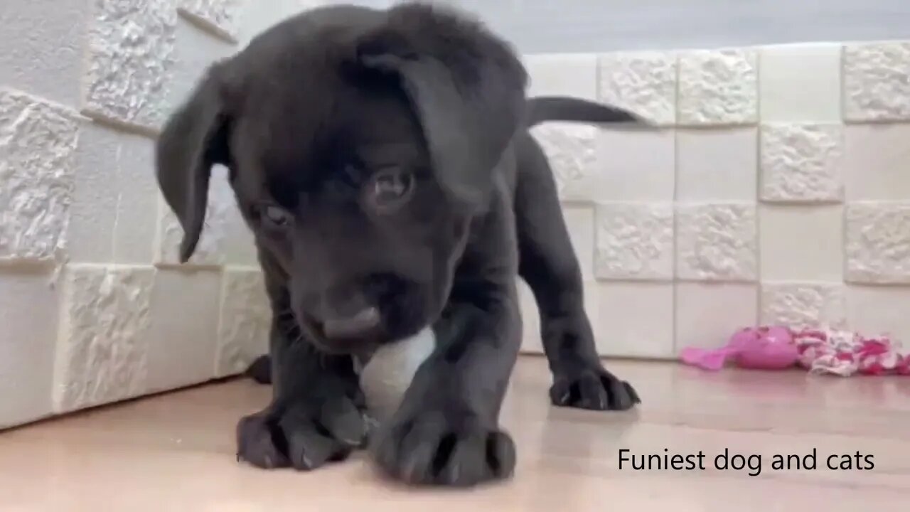 Funniest Dogs And Cats Videos Hub - Best Funny Animal Videos 2023