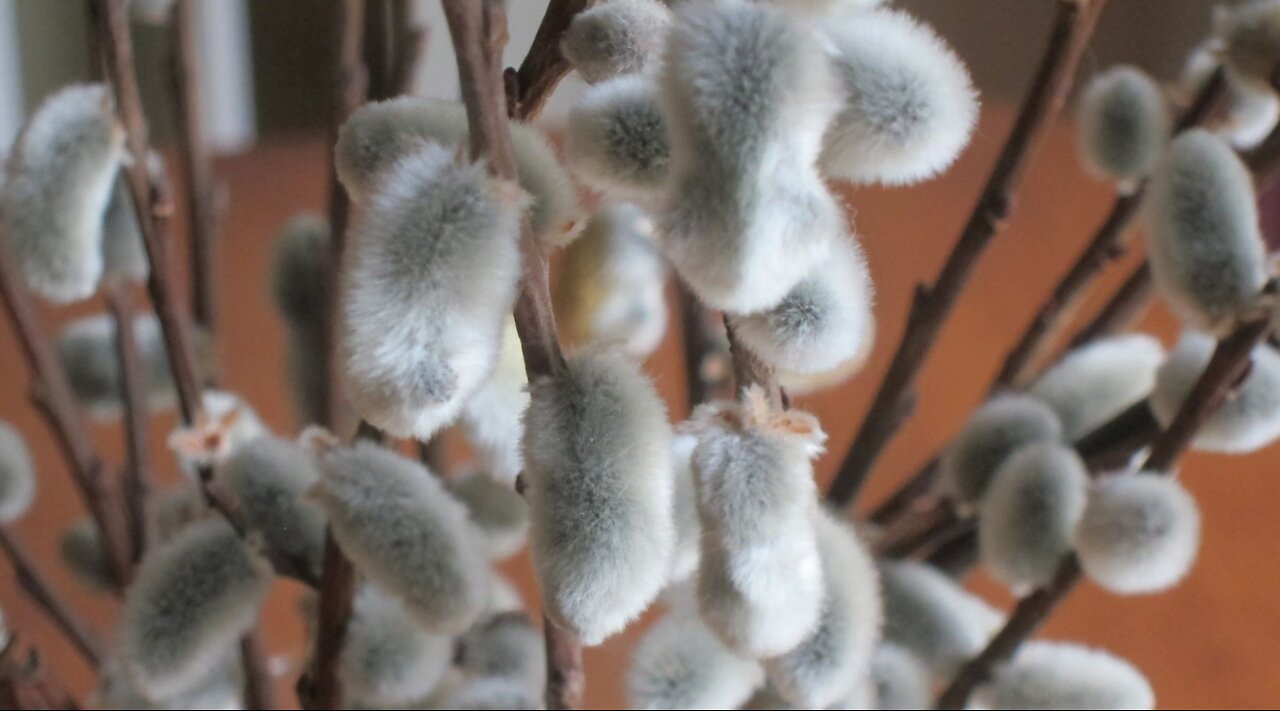 Pruning Pussy Willow by Pollarding --Salix caprea or discolor