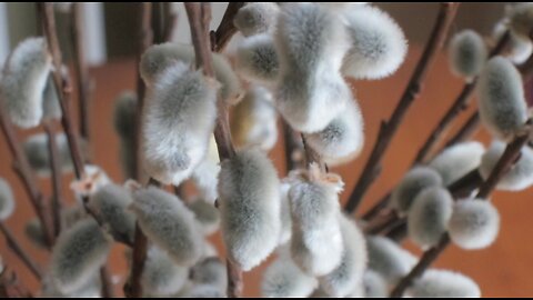 Pruning Pussy Willow by Pollarding --Salix caprea or discolor