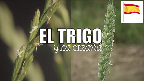 2022.04.03-Eliseo.Bonanno-LA CIZAÑA Y EL TRIGO, LA CIZAÑA SERÁ QUEMADA EN EL INFIERNO