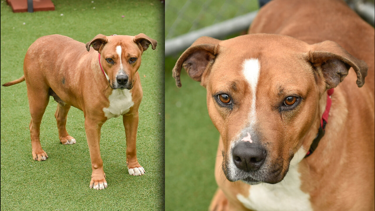 Cleveland APL Pet of the Weekend: A 6-year-old dog named Cash