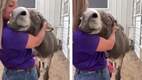 How interested the donkey and its owner are in embracing each other