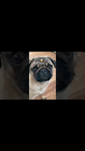 Tag your friends who loves pug🥰 #puglover #pug #shorts #clips
