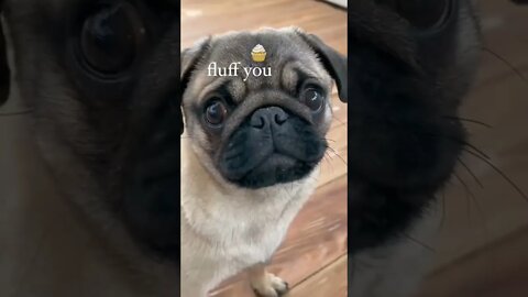 Tag your friends who loves pug🥰 #puglover #pug #shorts #clips