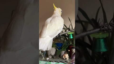 Splish splash #shorts #cutepets #parrot #cockatoo #bath #funnyanimals #fyp