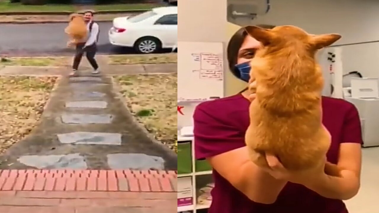 Giant dog happily babysits his favorite human