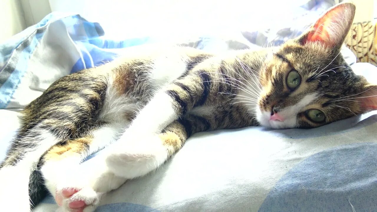 A Purring Relaxed Kitten